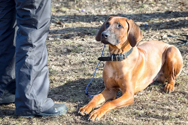 Mastim cão que coloca perto de suas pernas mestre durante o curso de treinamento do cão — Fotografia de Stock