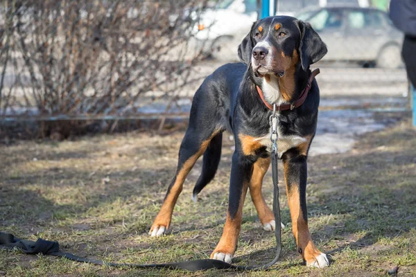 Prealpami sennenhund pies stojący na zewnątrz — Zdjęcie stockowe