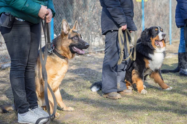 Pasterz i Berneńskie psy górskie siedzi w pobliżu ich nogi masters w trakcie szkolenia psa w dogschool — Zdjęcie stockowe