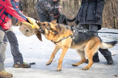 Polis çoban köpeği saldırıları ve eğitim kursu sırasında alıntılar