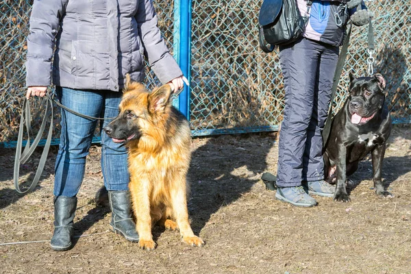 Perros pastor y mastín de Europa del Este sentados cerca de sus piernas maestras durante el curso de entrenamiento de perros en la escuela de perros — Foto de Stock
