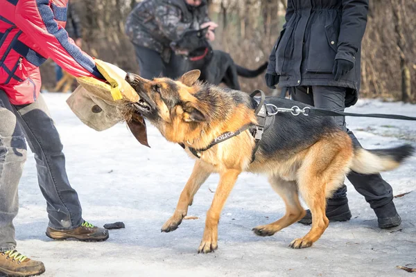 Police shepherd dog attacks and bites during the training course — Stock Photo, Image