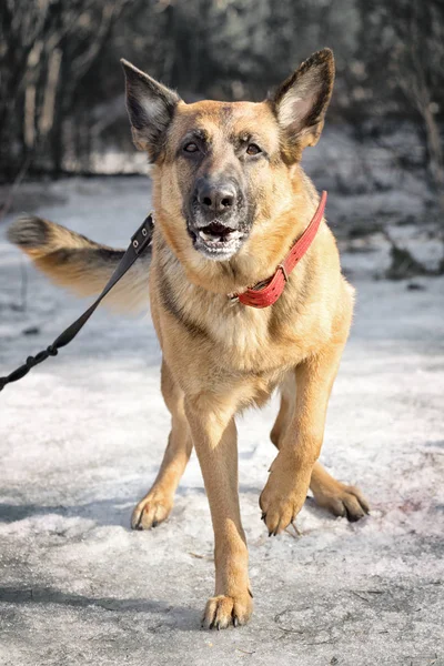 Cane pastore che cammina nella foresta invernale — Foto Stock