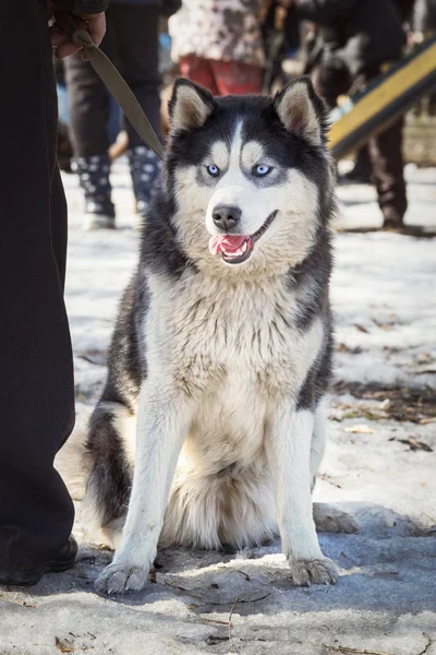 Husky siberiano sentado en una nieve durante el curso de entrenamiento de perros —  Fotos de Stock