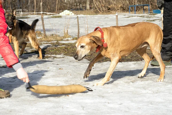 Rhodesian Ridgeback hund attacker och biter under utbildningen — Stockfoto