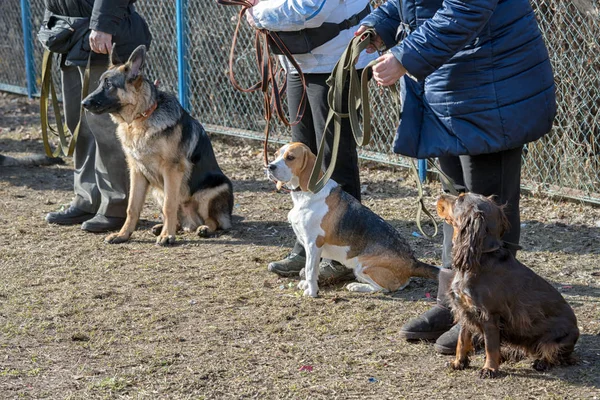 Dogs sitting near its masters legs during the dog training class outdoor. — Stock Photo, Image