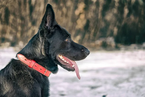 Portrait des belgischen Schäfers groenendael gegen den Winterwald — Stockfoto