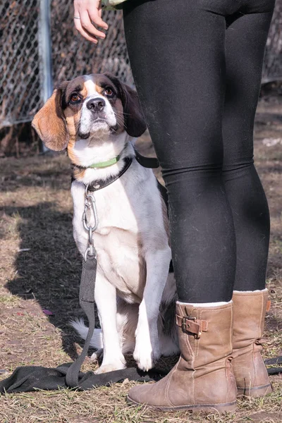 Beagle perro sentado detrás de sus piernas propietarias durante el curso de entrenamiento de perros — Foto de Stock