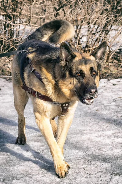 Cane pastore in piedi in una foresta invernale — Foto Stock