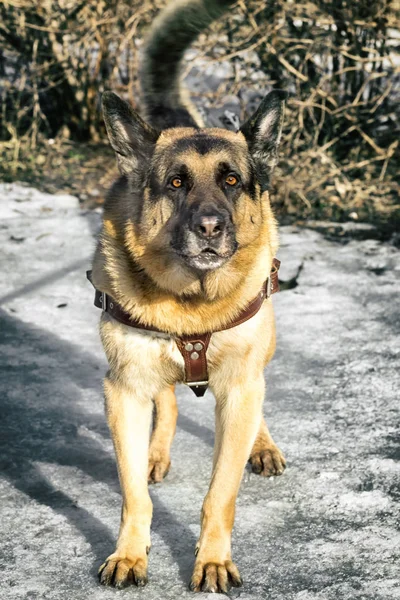 Cão pastor em pé em uma floresta de inverno — Fotografia de Stock