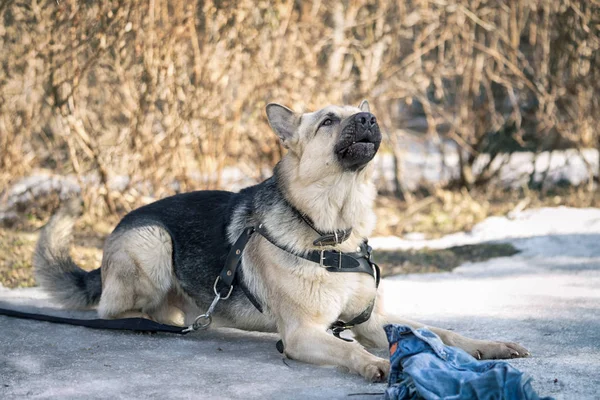 Cane pastore adagiato sulla neve e custode dello straccio durante il corso di addestramento del cane alla scuola cinofila — Foto Stock