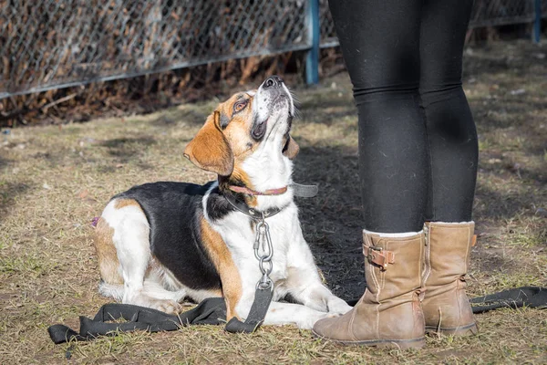 Beagle perro acostado detrás de sus piernas propietarias y mirando hacia arriba leal durante el curso de entrenamiento de perros — Foto de Stock