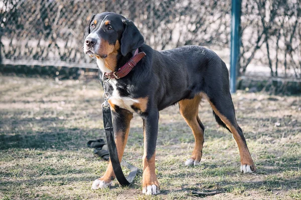 Σκυλί Bernese mountain κουτάβι στέκεται στο έδαφος — Φωτογραφία Αρχείου