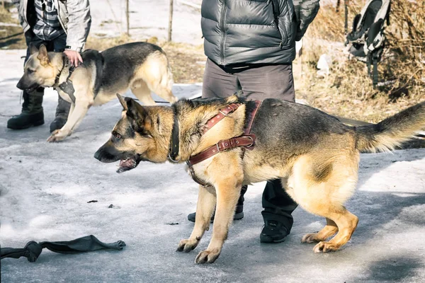 组的牧羊犬靠近主人户外的狗服从训练班 — 图库照片