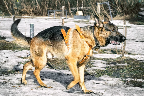 Herde hund promenader utomhus på vintern — Stockfoto