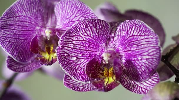 Flores de orquídea balanceándose bajo la lluvia — Vídeos de Stock