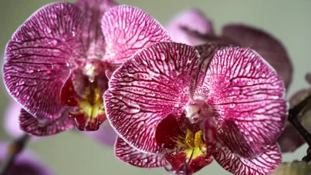 Water droplets on orchid. Close up of a colorful orchids blossom