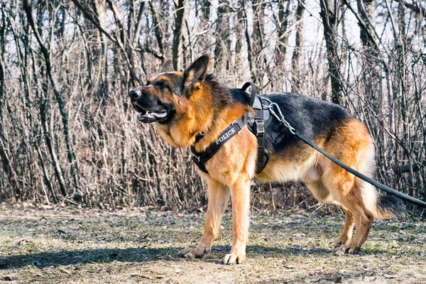 Пастушья собака, стоящая в лесу весной — стоковое фото