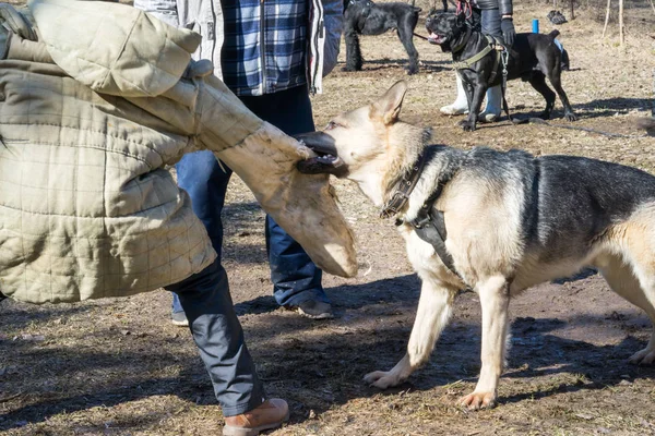 Pastor perro ataques y mordeduras durante el perro entrenamiento curso obediente —  Fotos de Stock