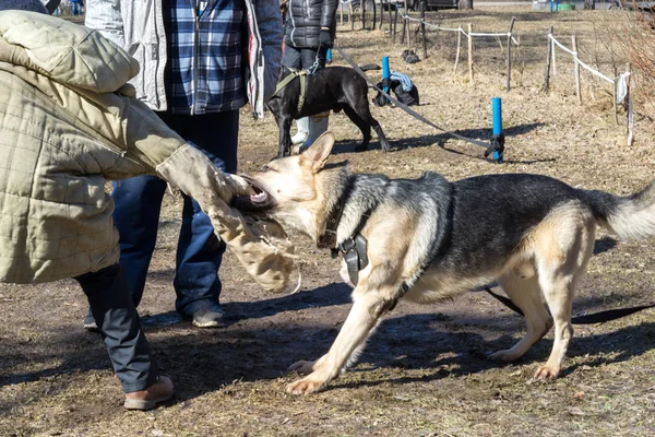 Pastor perro ataques y mordeduras durante el perro entrenamiento curso obediente — Foto de Stock