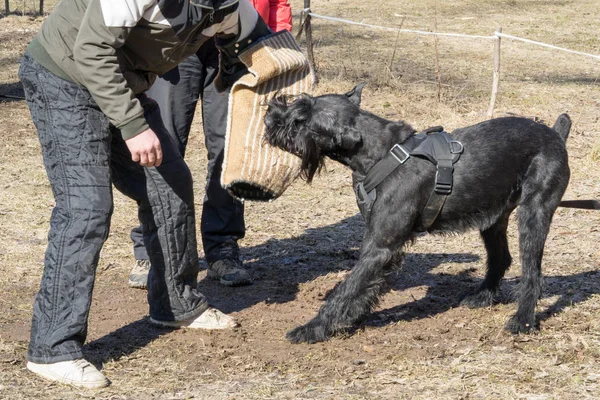 Schnauzer gigante cão ataques e mordidas durante o treinamento do cão curso obediente — Fotografia de Stock