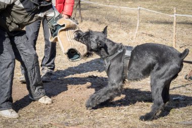 Dev schnauzer köpek saldırıları ve köpek eğitim itaatkâr kursu sırasında alıntılar