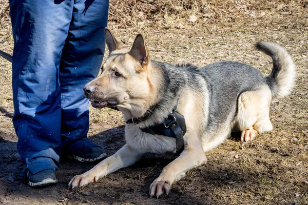 Shepherd dog laying near its owner during the dog training obedient course — Stock Photo, Image