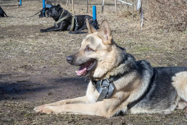 Cão pastor deitado no chão no curso de obediência cão — Fotografia de Stock