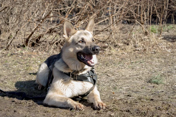 Cão pastor deitado no chão — Fotografia de Stock