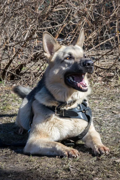 Shepherd dog laying on the ground on the dog obedience course — Stock Photo, Image