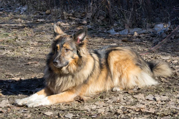 Pastor perro tendido en el suelo en el curso de obediencia perro —  Fotos de Stock