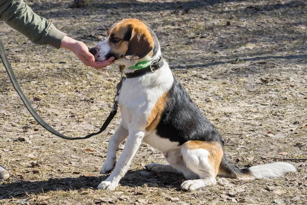 Beagle perro consigue un regalo de la mano del propietario para el comando sentarse . — Foto de Stock
