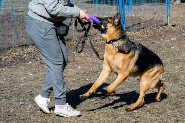 Schäferhund spielt mit dem Besitzer in einem Plastikring auf der Straße. — Stockfoto