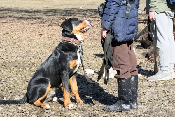 BERNSKÝ SALAŠNICKÝ PES sedí v přední části svého majitele během venkovní výcvik poslušnosti psa — Stock fotografie