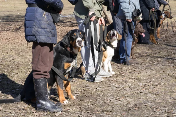 Dogs sitting near their owners during the dog obedience outdoor training course — Stock Photo, Image