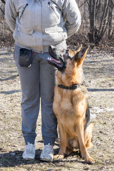 Vallhund som sitter nära sin ägare under lydig hund utbildning — Stockfoto