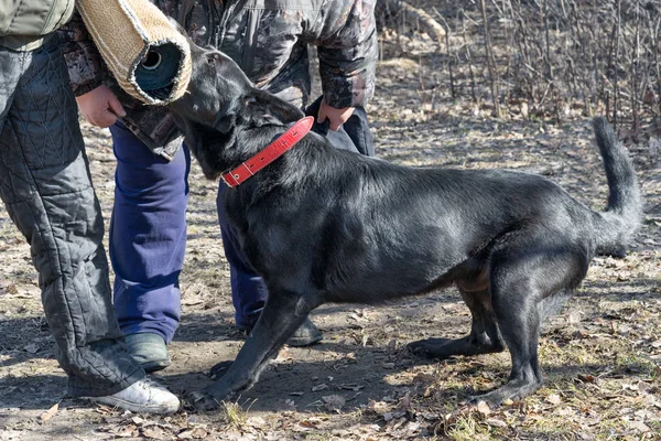 Belgisk vallhund Groenendael attacker och biter under utbildningen — Stockfoto