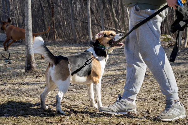 Beagle играет со своим хозяином на открытом воздухе — стоковое фото