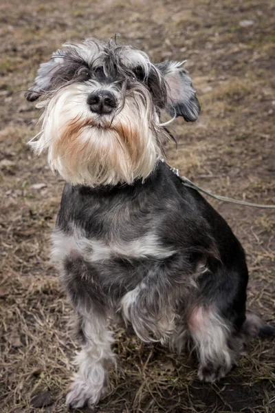 Miniature schnauzer dog is sitting with his paw, looking up. — Stock Photo, Image