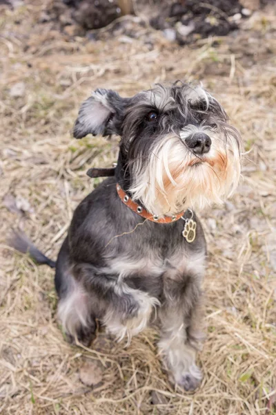 Miniatura schnauzer cão está sentado na grama seca — Fotografia de Stock