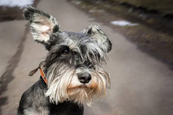 Miniature schnauzer dog close up on the pathway — Stock Photo, Image