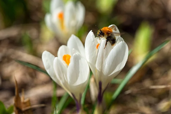 Bumblebee ilk bahar çiçekleri beyaz kardelen ormanda güneş tarafından aydınlatılmış üzerinde — Stok fotoğraf