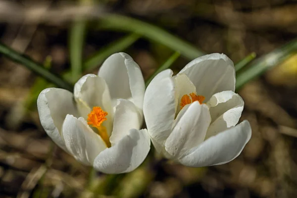 İlk bahar çiçekleri kardelen ormanda güneş tarafından aydınlatılmış beyaz. Çiçekler kardelen yakın çekim. — Stok fotoğraf