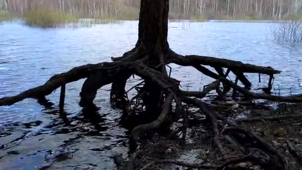 A gyökerek a fa folyó, a talajerózió, a demonstráció, a Természettudományi leckét — Stock videók