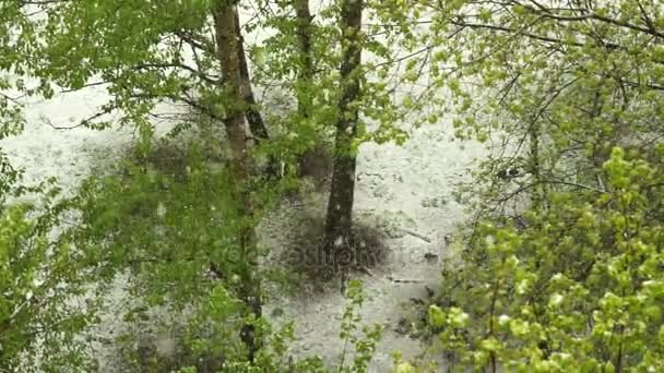 Śniegu na wiosnę, wśród zielonych drzew liści. — Wideo stockowe