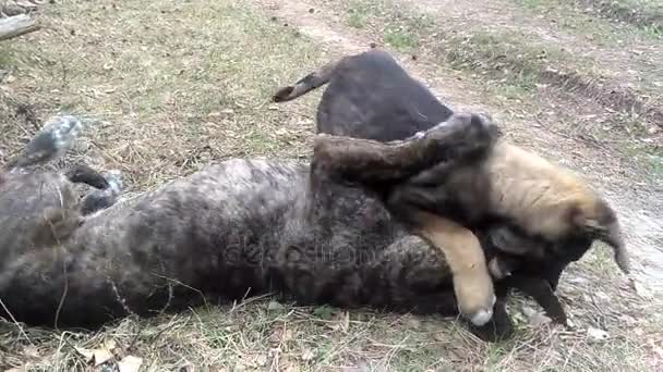 Дворняга играет со своим щенком на проселочной дороге — стоковое видео