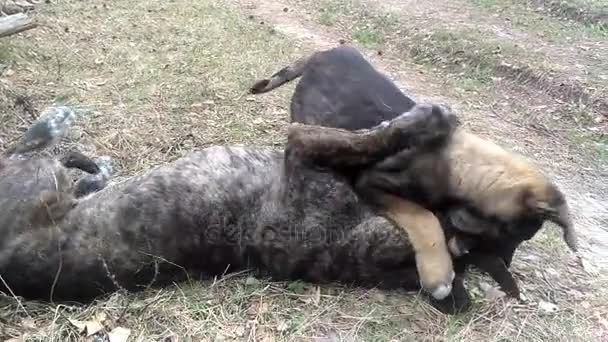 Le bâtard joue avec son chiot sur la route de campagne  