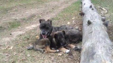 Ülke yolda onun köpek yavrusu ile melez çalış 