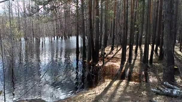 Un groupe d'arbres entouré d'eaux d'inondation dans une rivière inondable — Video