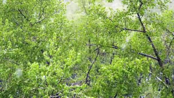 봄에서 겨울의 반환입니다. 대형 눈 조각 나무의 젊은 녹색 단풍에가. — 비디오